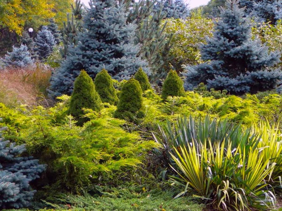 Хвойники туя