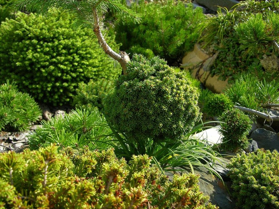 Туя Смарагд,можжевельник казацкий,Горная сосна-клумба