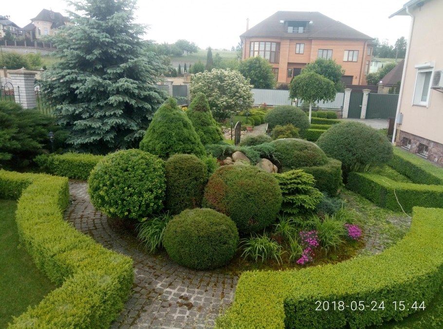 Ива плакучая с хвойниками в ландшафтном