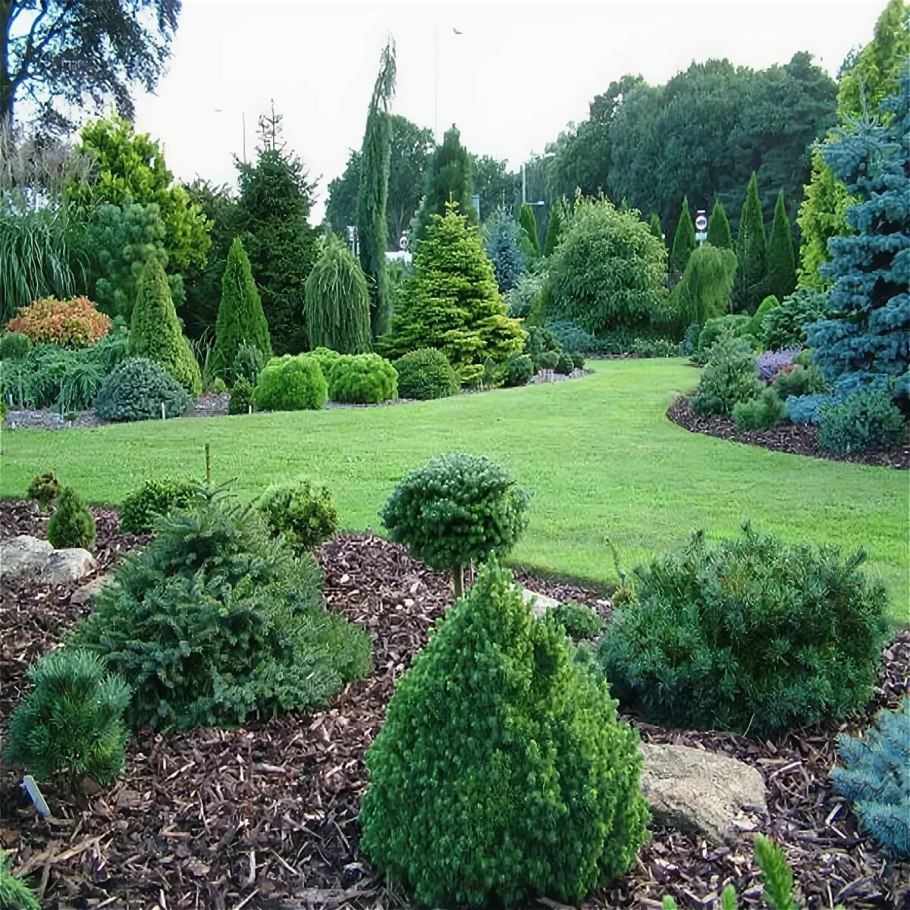 Туя Глаука Глобоза