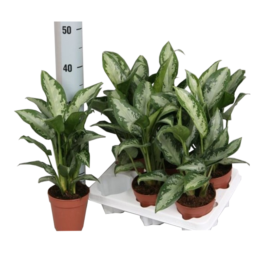 Аглаонема Jubilee compacta