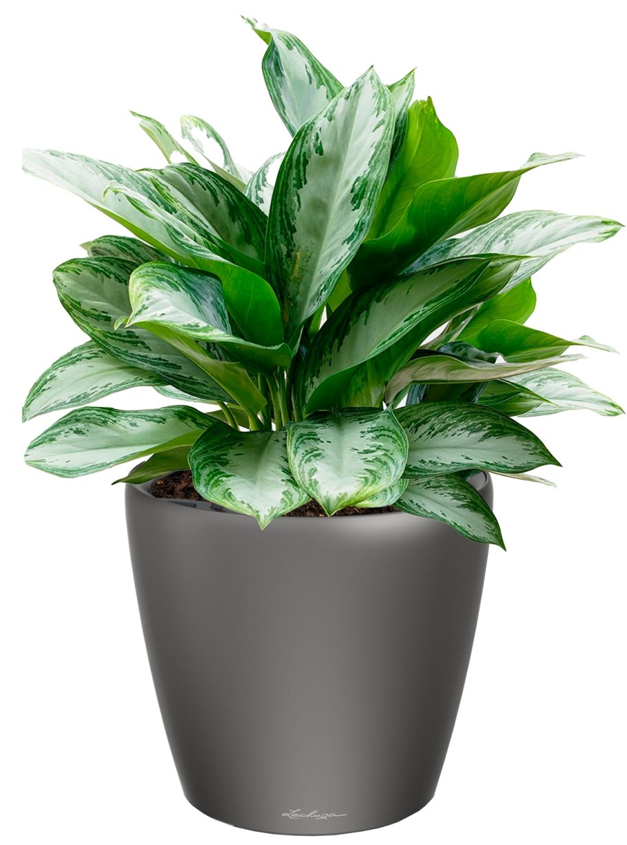 Аглаонема ред циркон