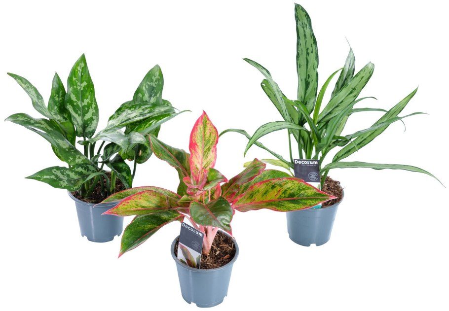 Аглаонема commutatum "Silver King"