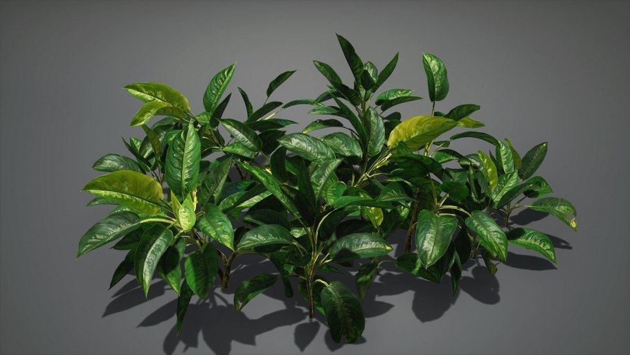 Домашние цветы в Ташкенте