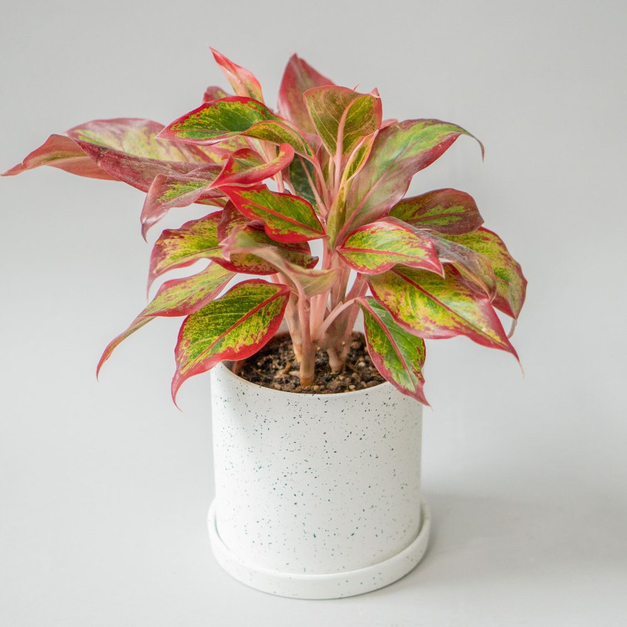 Аглаонема Anyamanee