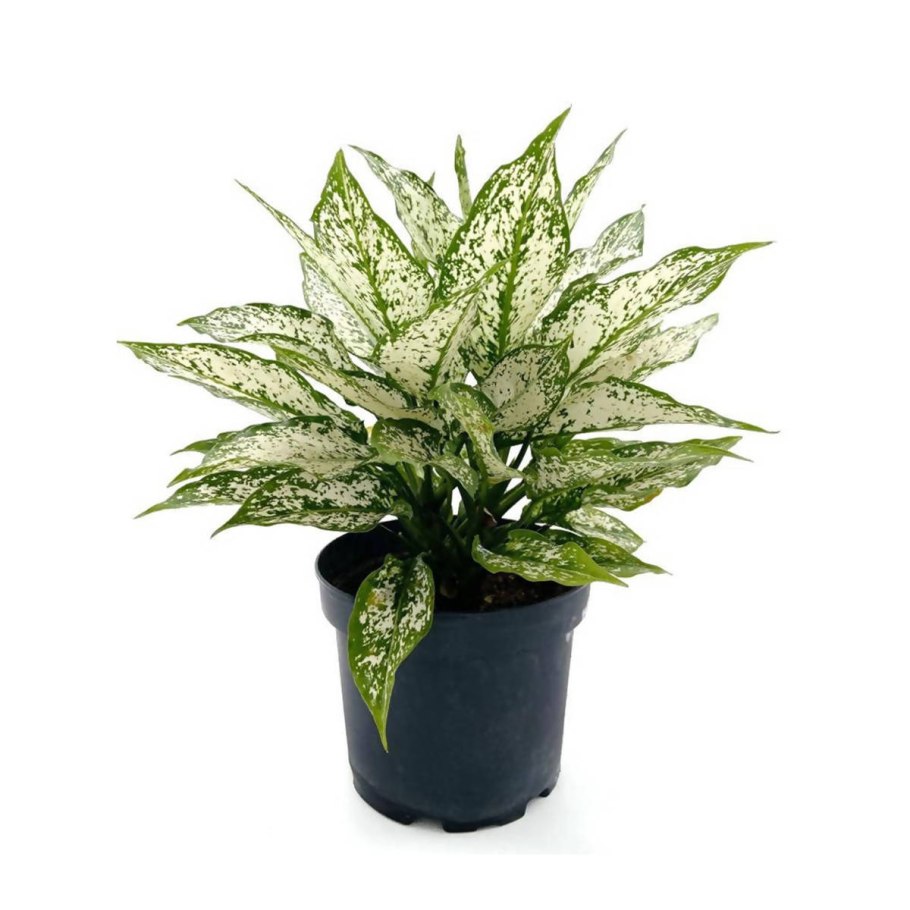 Аглаонема мородок