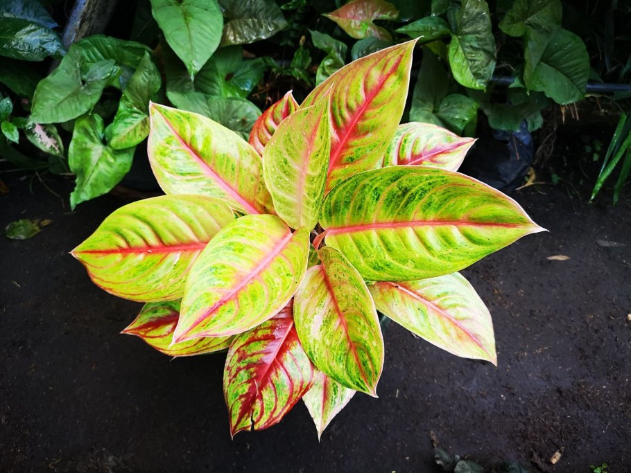 Peter Peat аглаонема