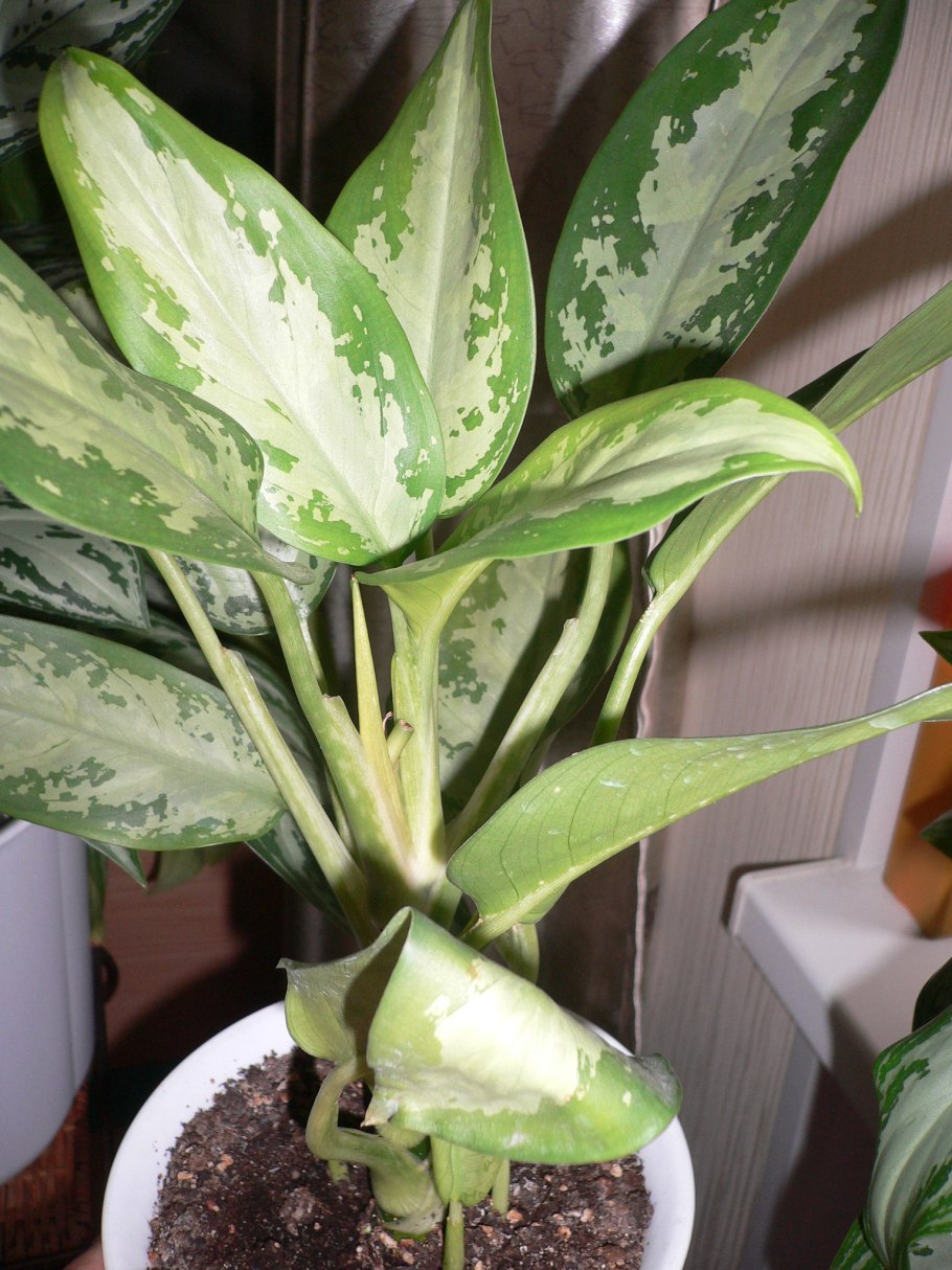 Аглаонема White Tongnoppakul