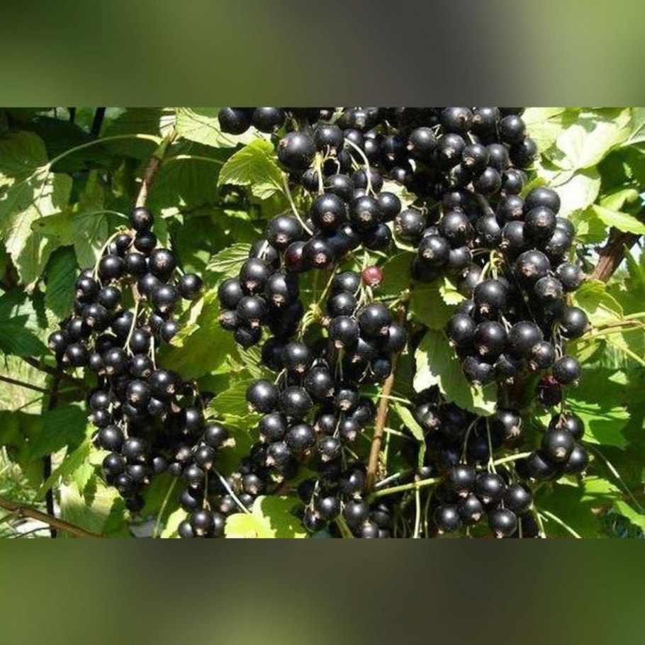 Смородина дар Смольяниновой