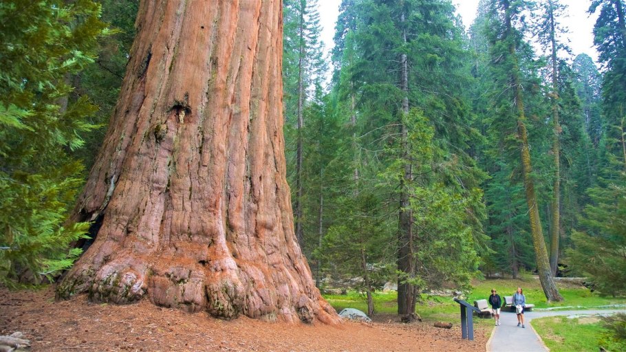 Дерево Секвойя Мендосино