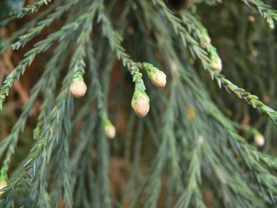 Sequoiadendron giganteum