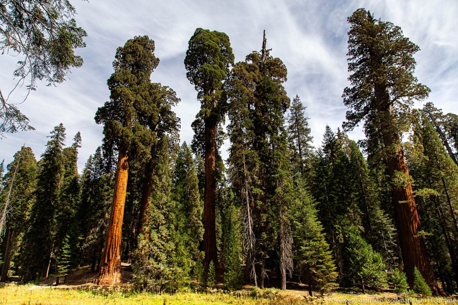 Секвойя вечнозелёная Sequoia sempervirens