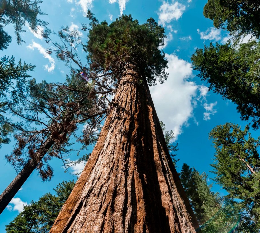 Секвойя вечнозелёная Sequoia sempervirens