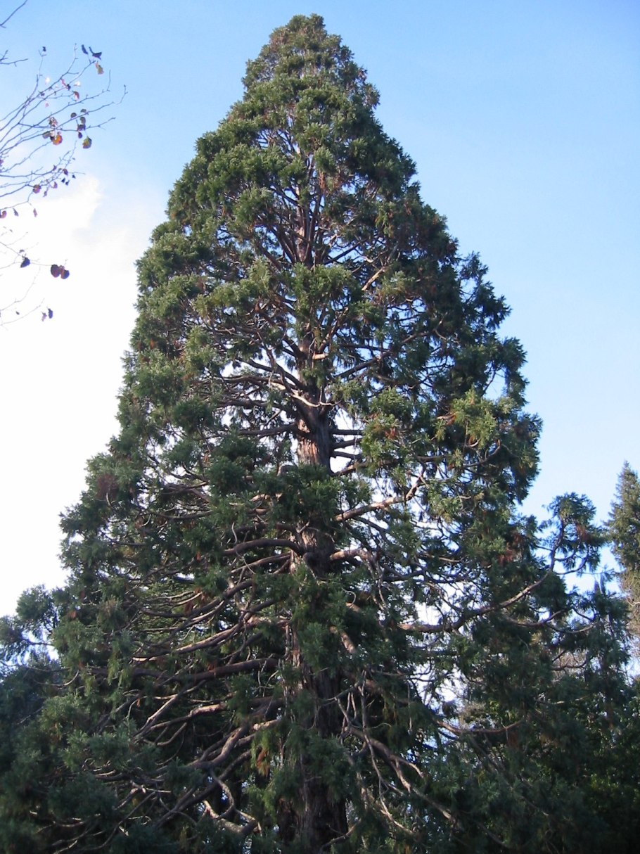 Секвойядендрон гигантский Мамонтово дерево