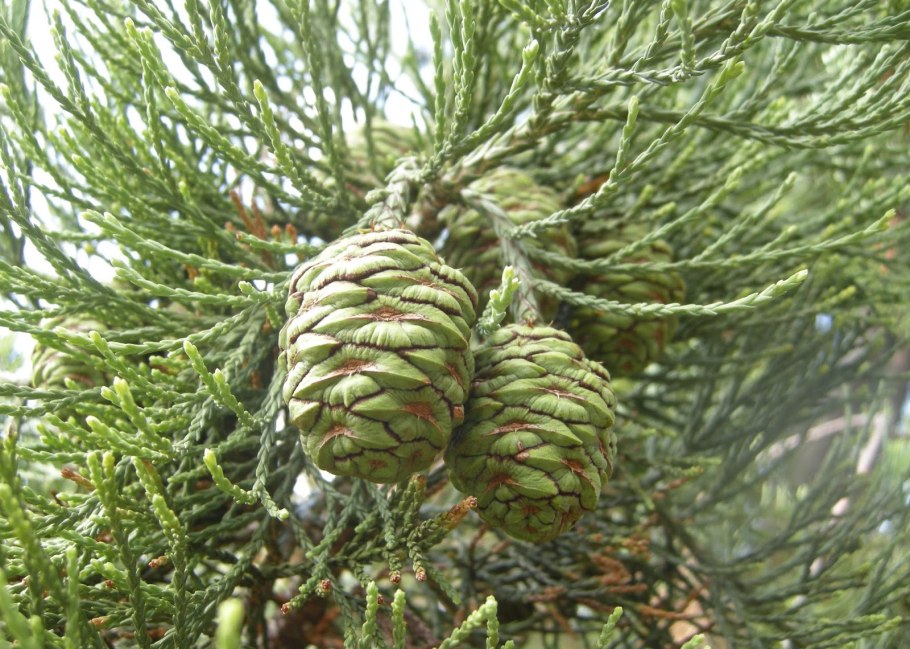 Секвойядендрон гигантский