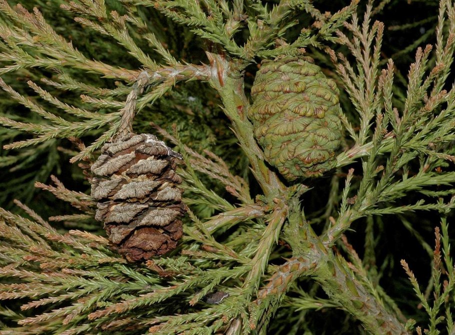 Sequoiadendron giganteum