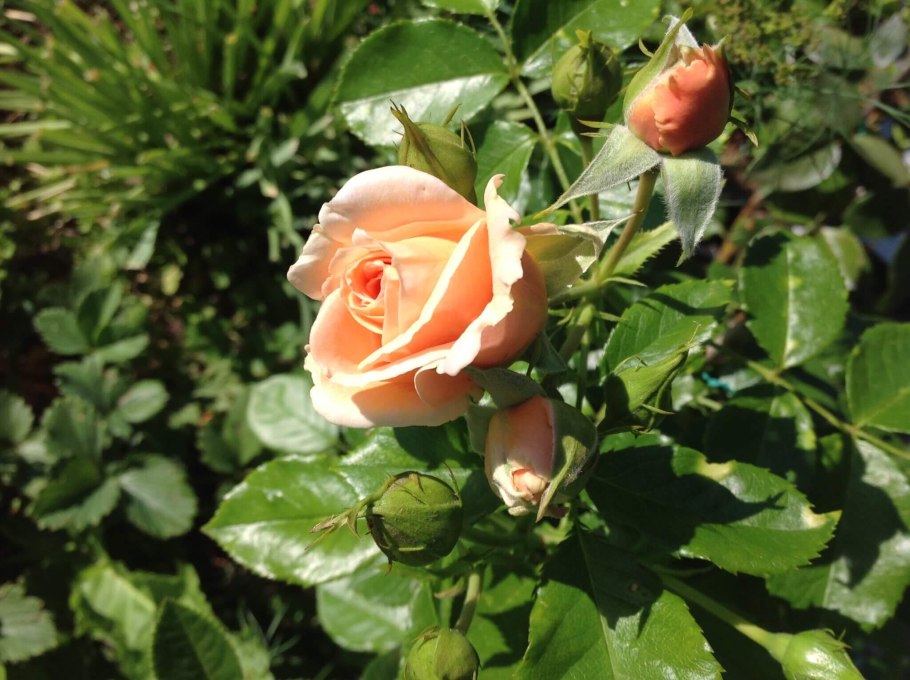 Роза Geisha (чайно-гибридная)