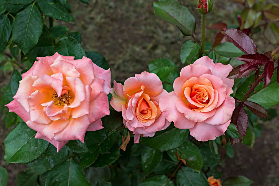 Роза гейша флорибунда