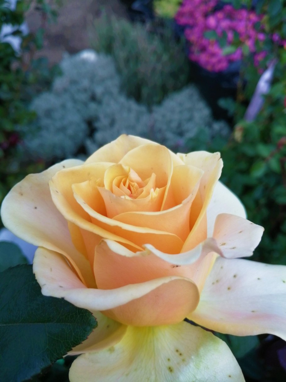 Флорибунда гейша