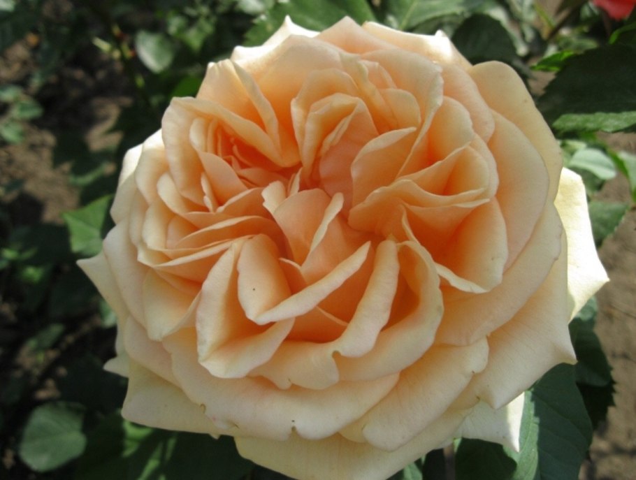 Роза чайно-гибридная Бель Анж