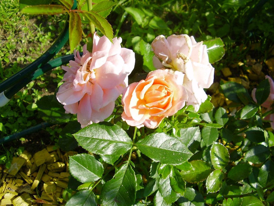 Роза гейша чайно-гибридная