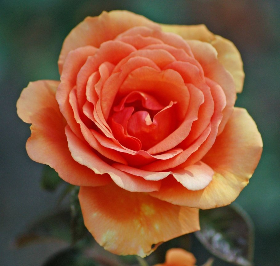 Роза гейша (флорибунда) Топалович