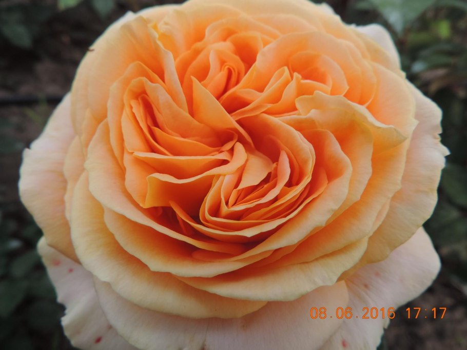 Роза Кордеса бенгали