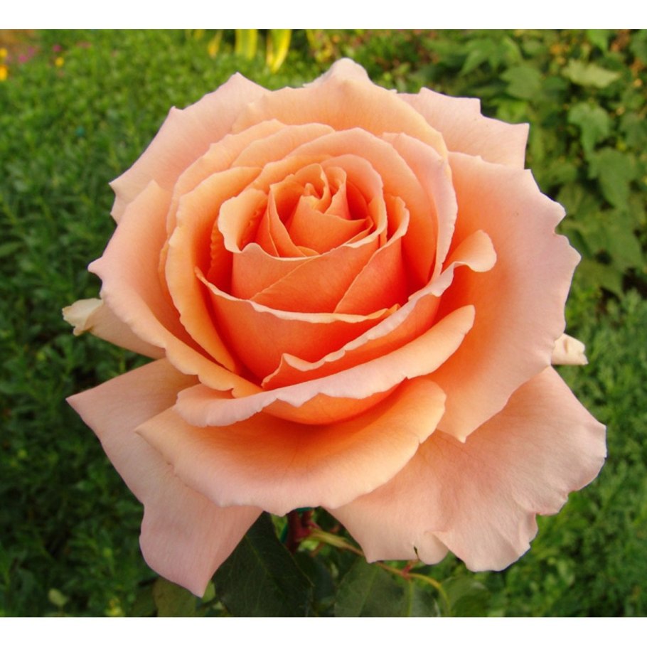 Флоремунда синтоменталь роза