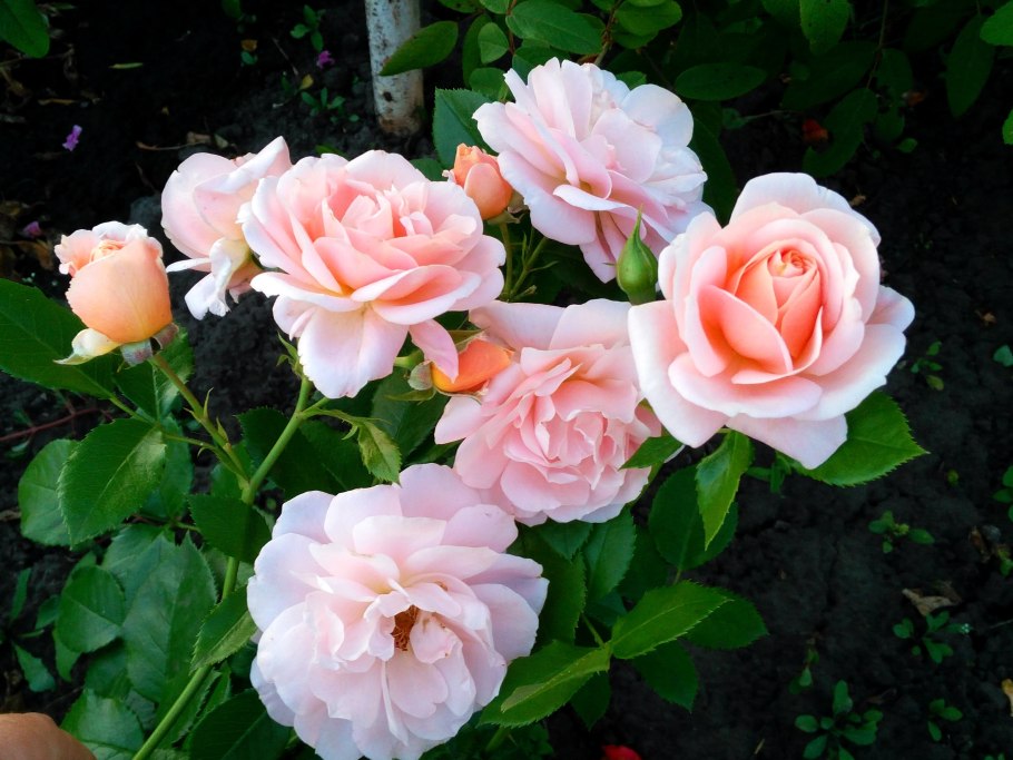 Шиповник гейша (4 года)