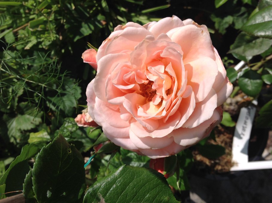 Роза Geisha (чайно-гибридная)