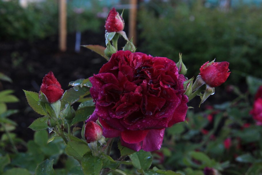 Сорт розы гейша