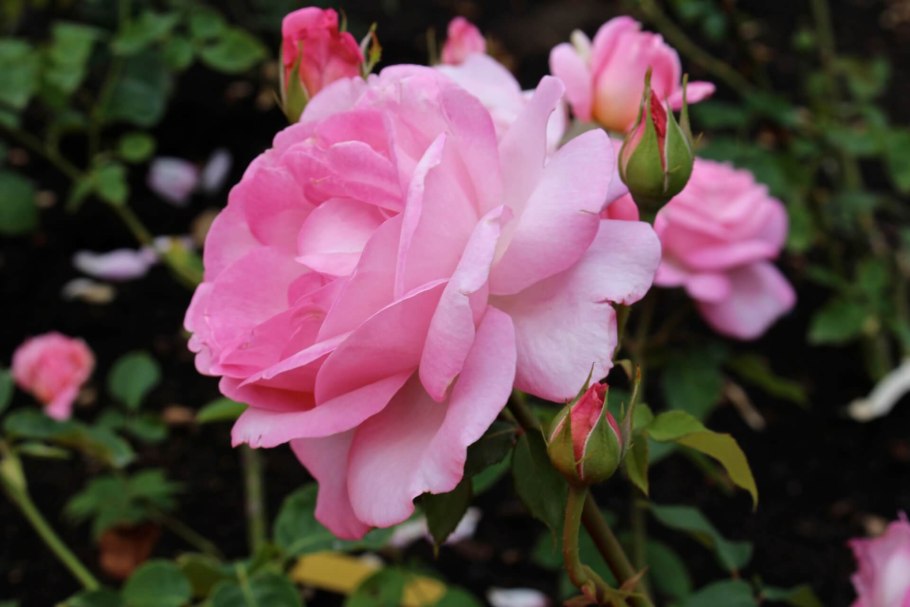 Роза гейша Аква