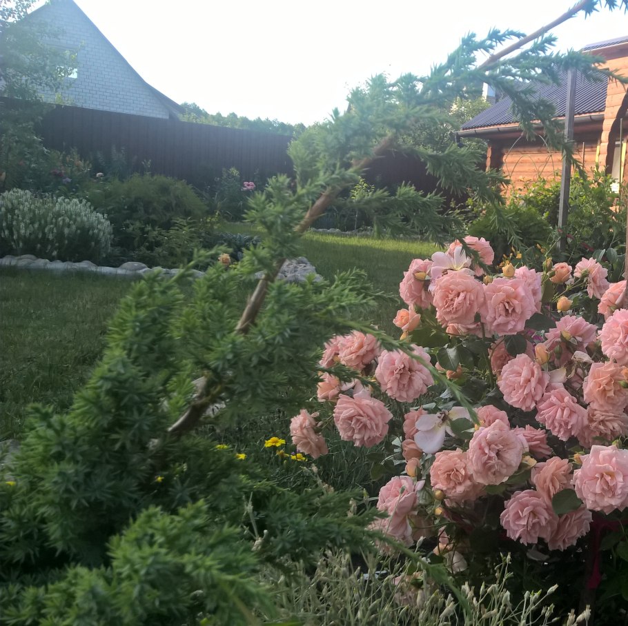 Роза флорибунда кремовая