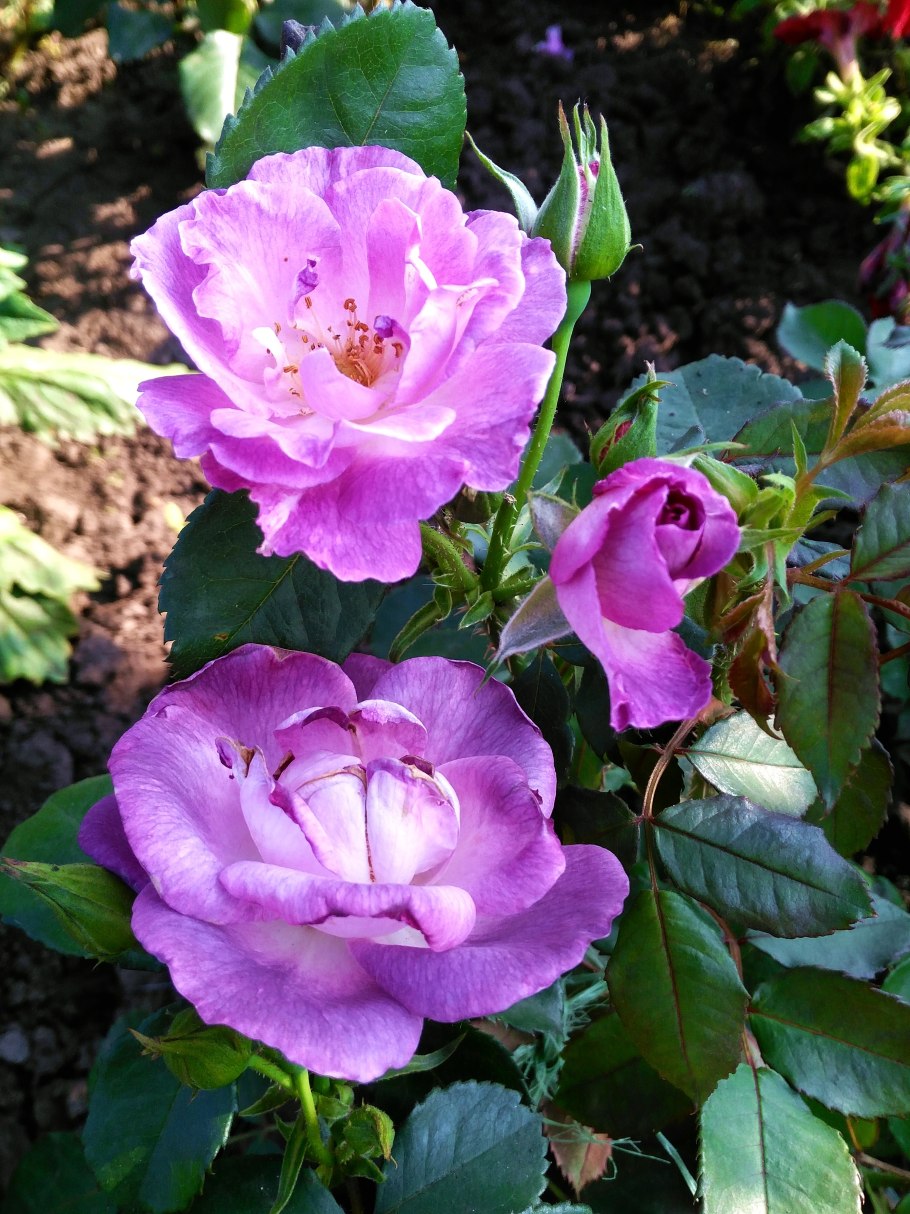 Роза чайно-гибридная Ashram