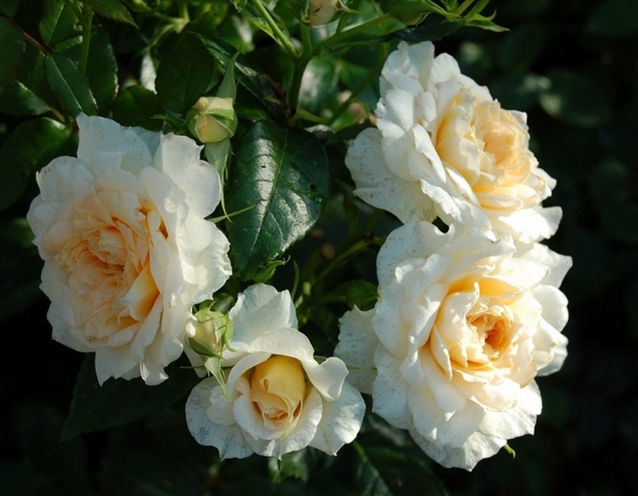 Роза надин хелла