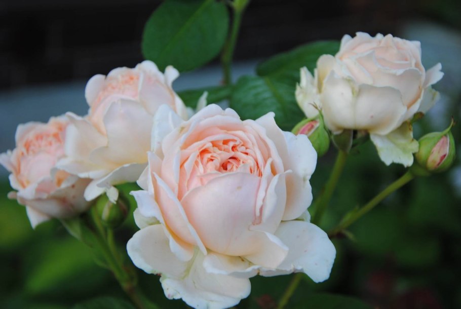 Девушка с розой фотосессия