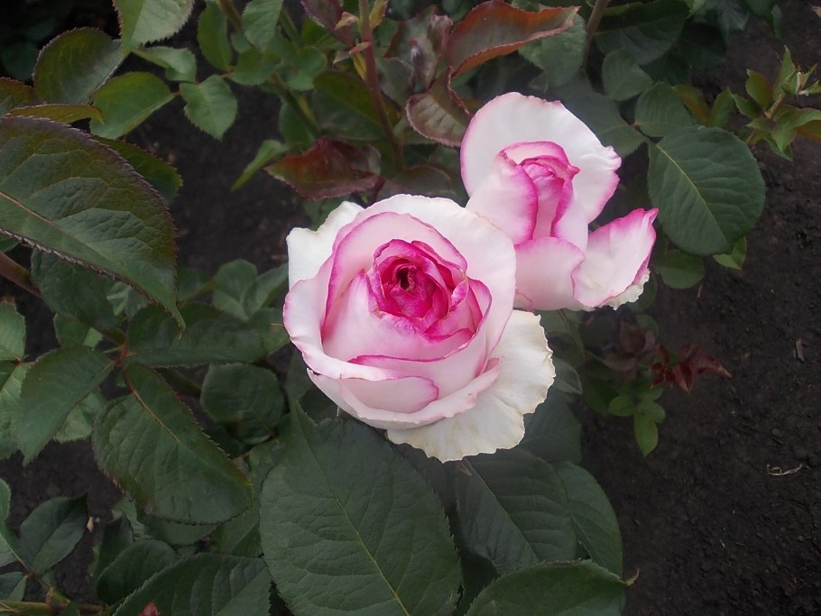 Сорт розы гейша фото