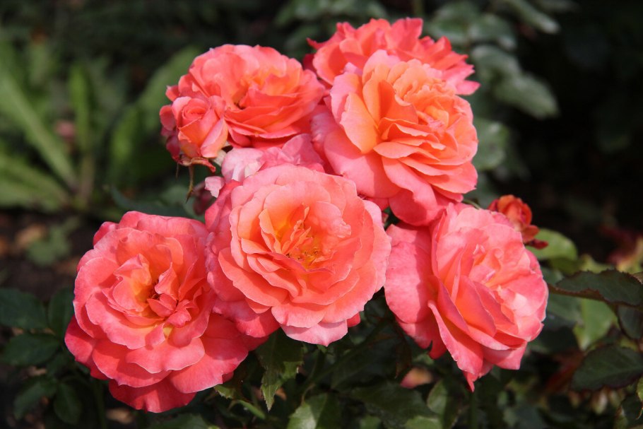 Роза флорибунда гейша (Geisha)