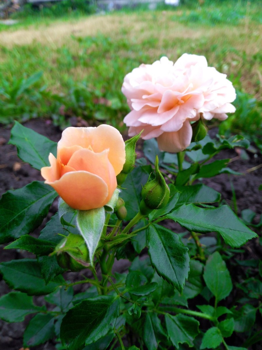 Плетистая роза Версилия