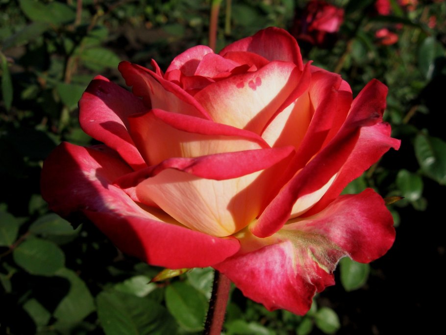 Надин Хелла Ричи роза