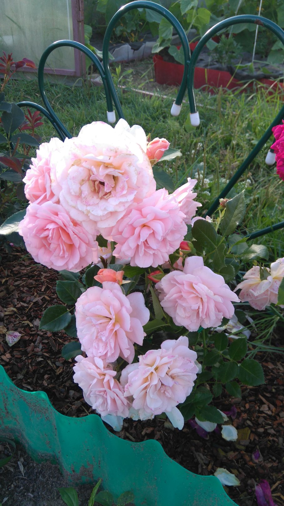 Роза гейша флорибунда