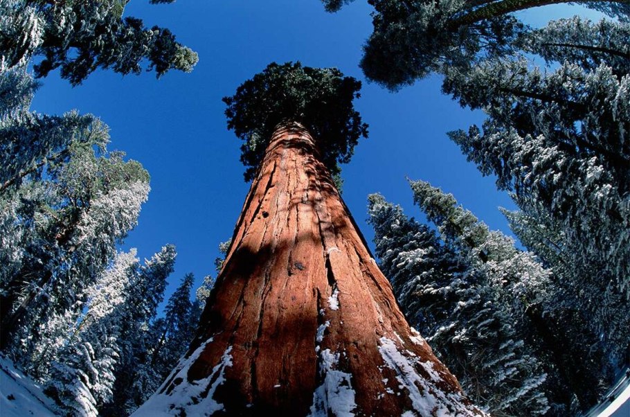 Секвойя (Sequoia sempervirens)