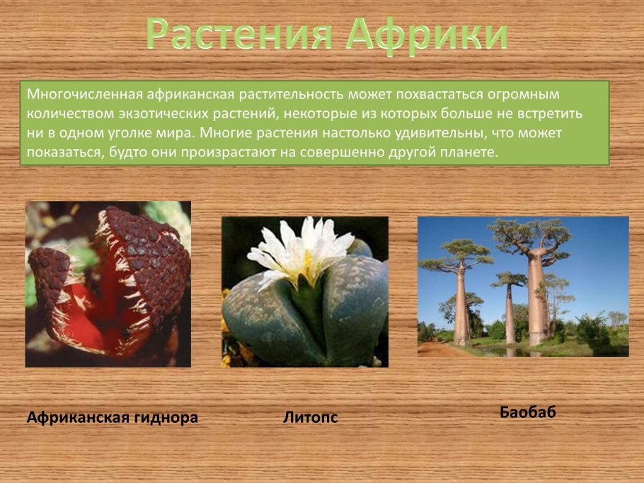 Какие растения в Африке