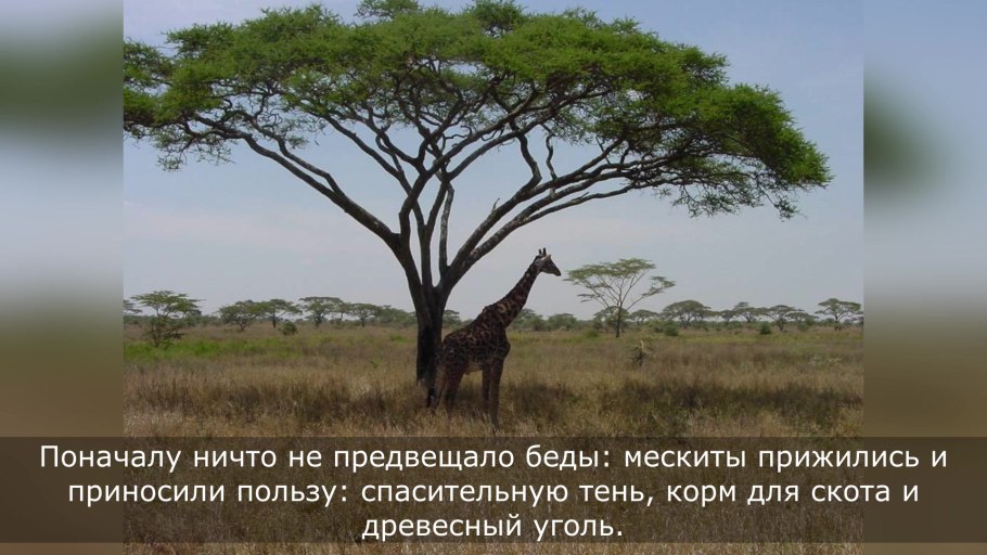 Буш Африка