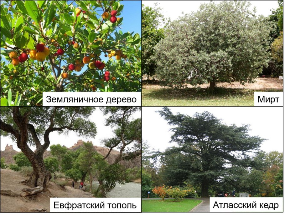 Южноамериканская Саванна