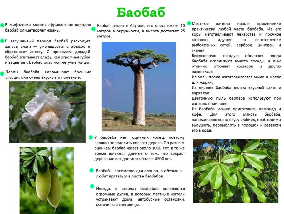 Дерево баобаб краткое описание