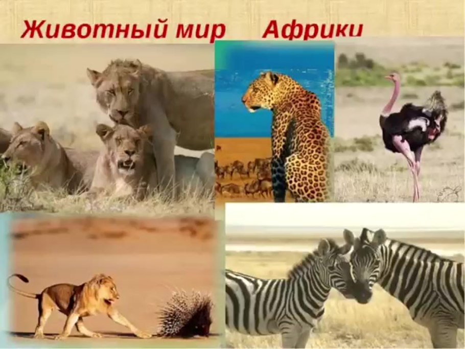 Африканская зонтичная Акация