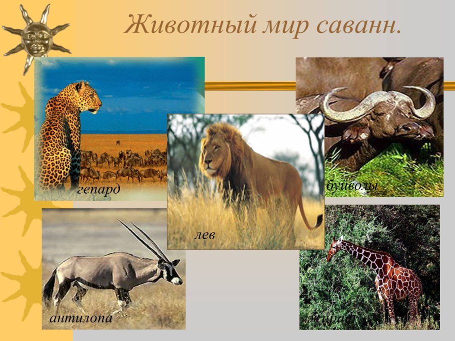 Акации Серенгети