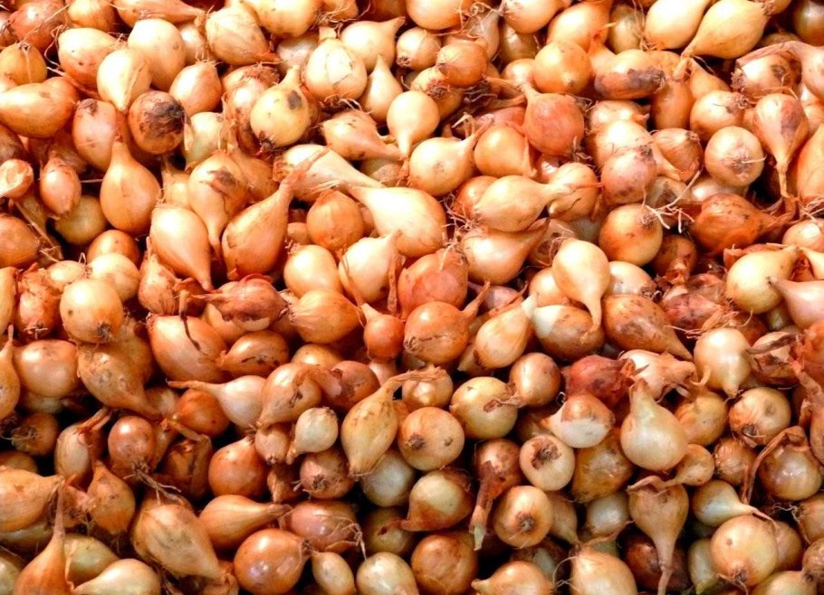 Лук севок ред Семко