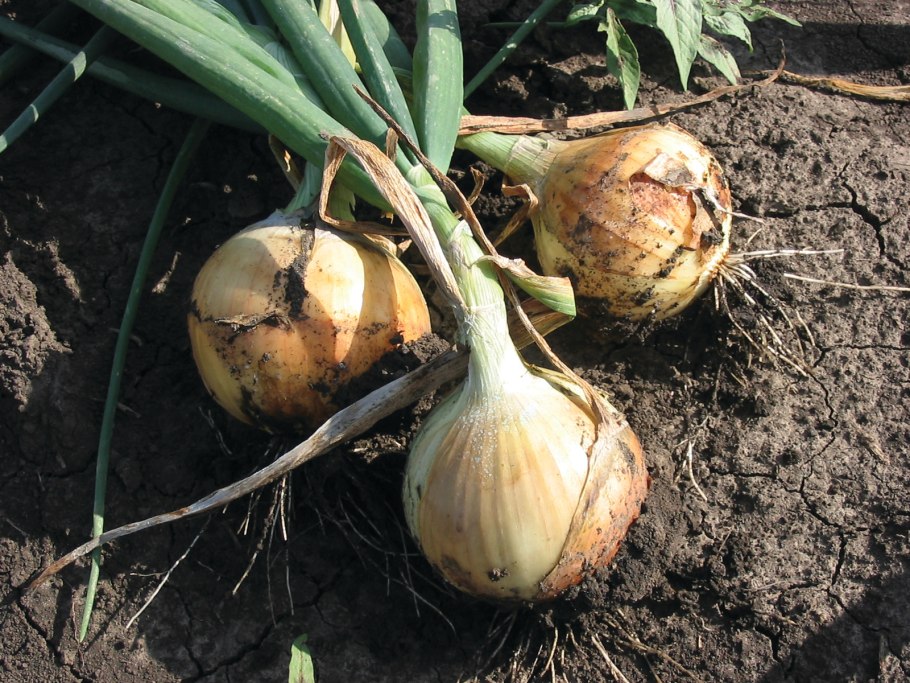 Лук репчатый однолетний Сибирский малогнездный